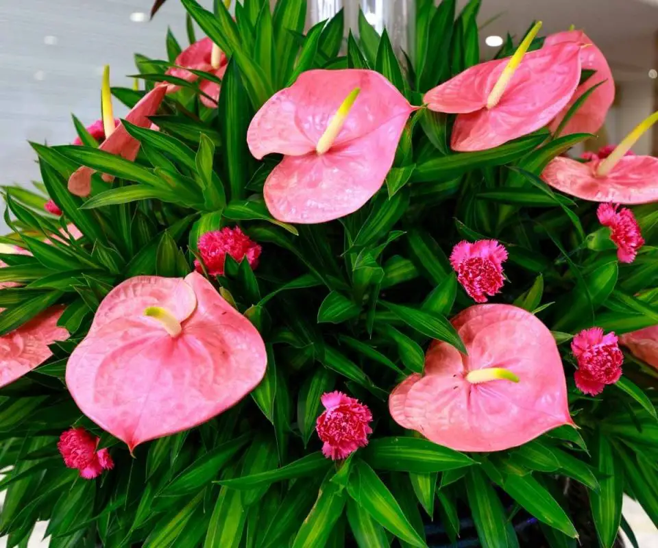 Anthurium Plant Care Guide The Contented Plant