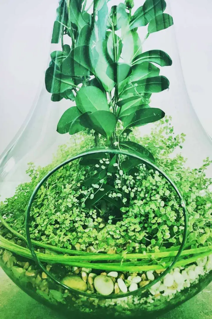 Baby Tears Plant Care Guide The Contented Plant