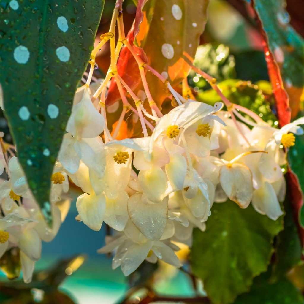 Begonia Maculata Flowers or blooms