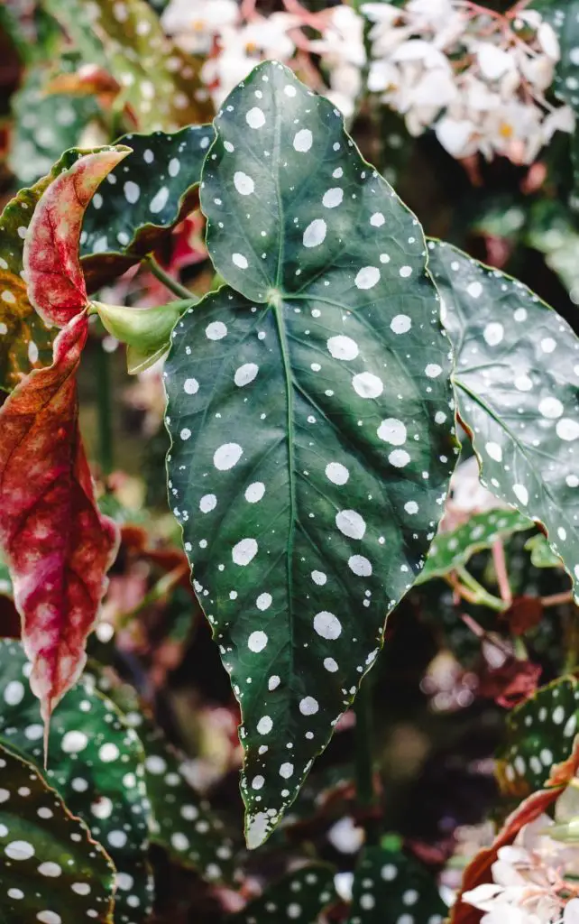 Polka dot begonia leaf