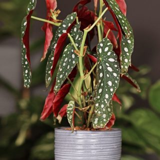 Begonia maculata in a grey pot