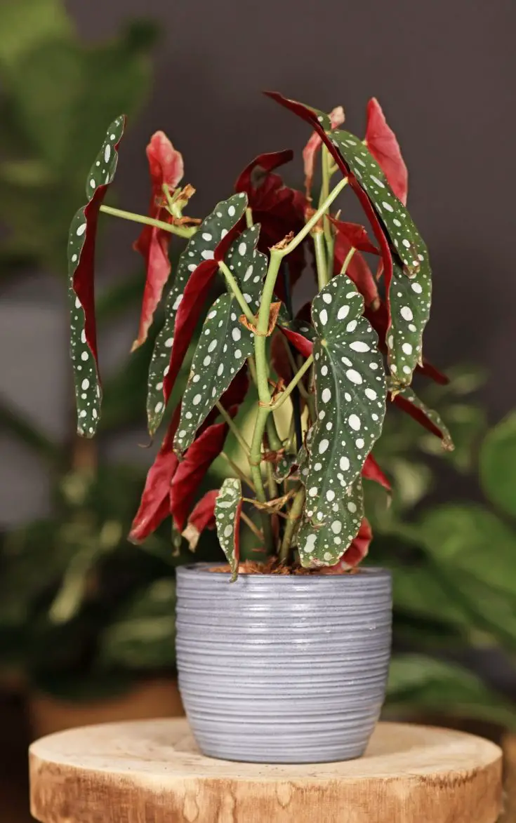 Begonia maculata in a grey pot