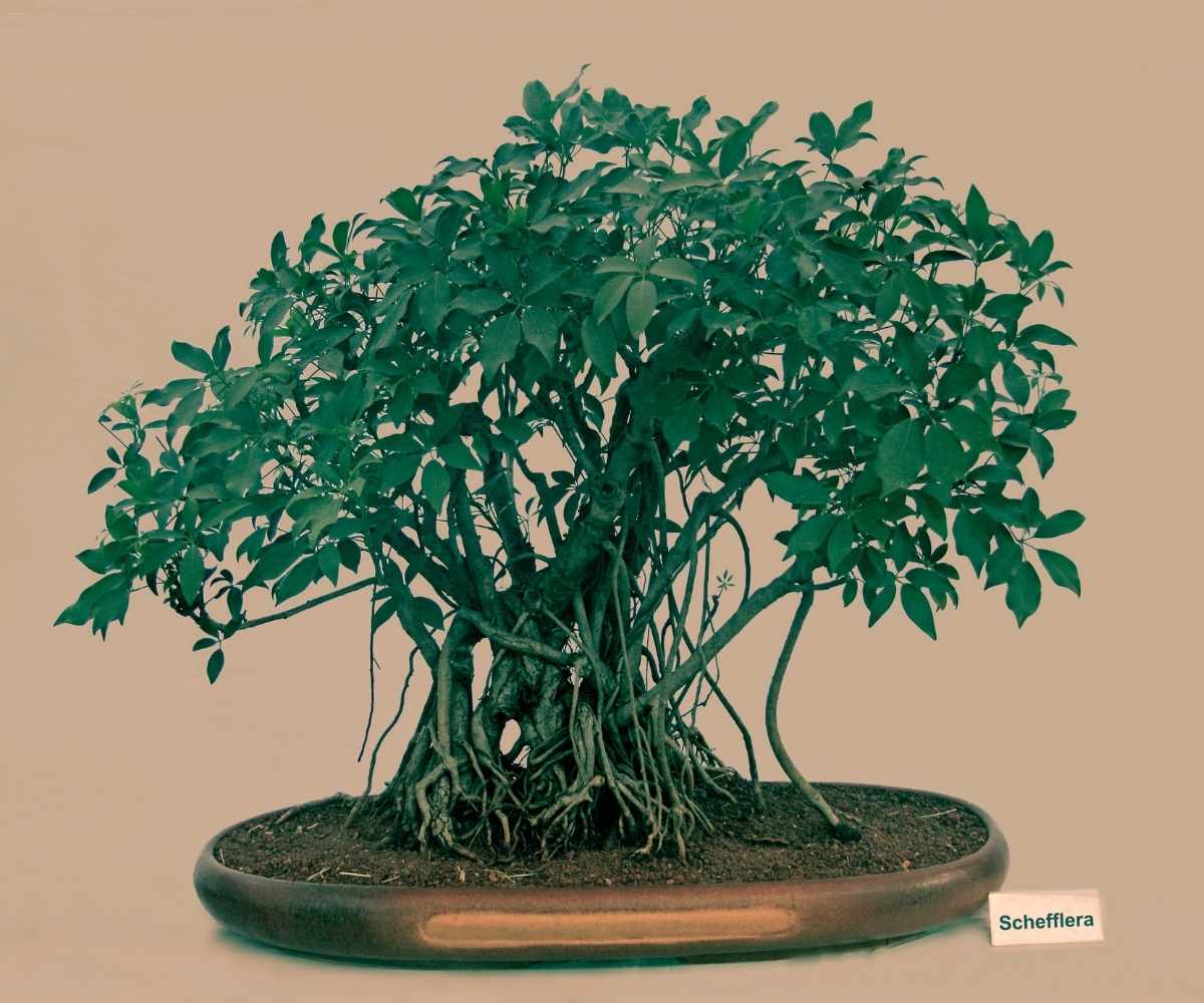 bonsai umbrella plant