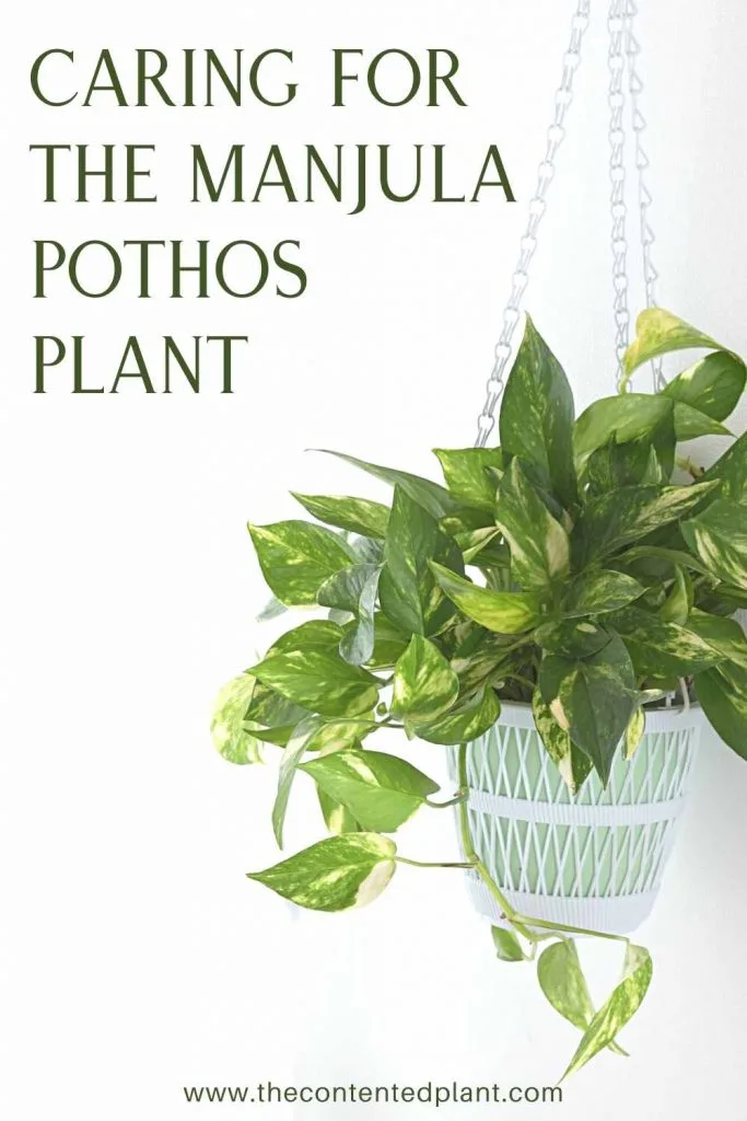 Caring for the manjula pothos plant-pin image