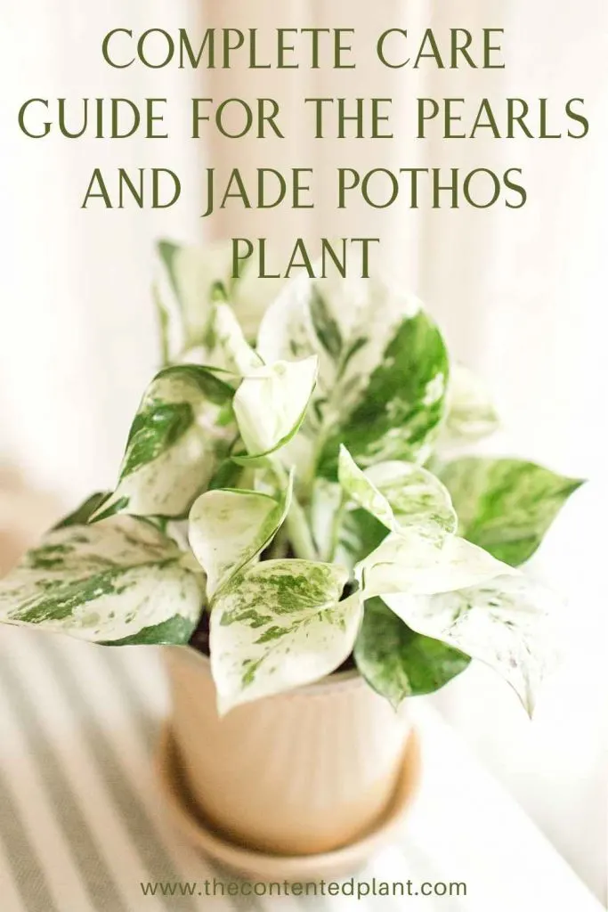 Complete care guide for the pearls and jade pothos plant-pin image