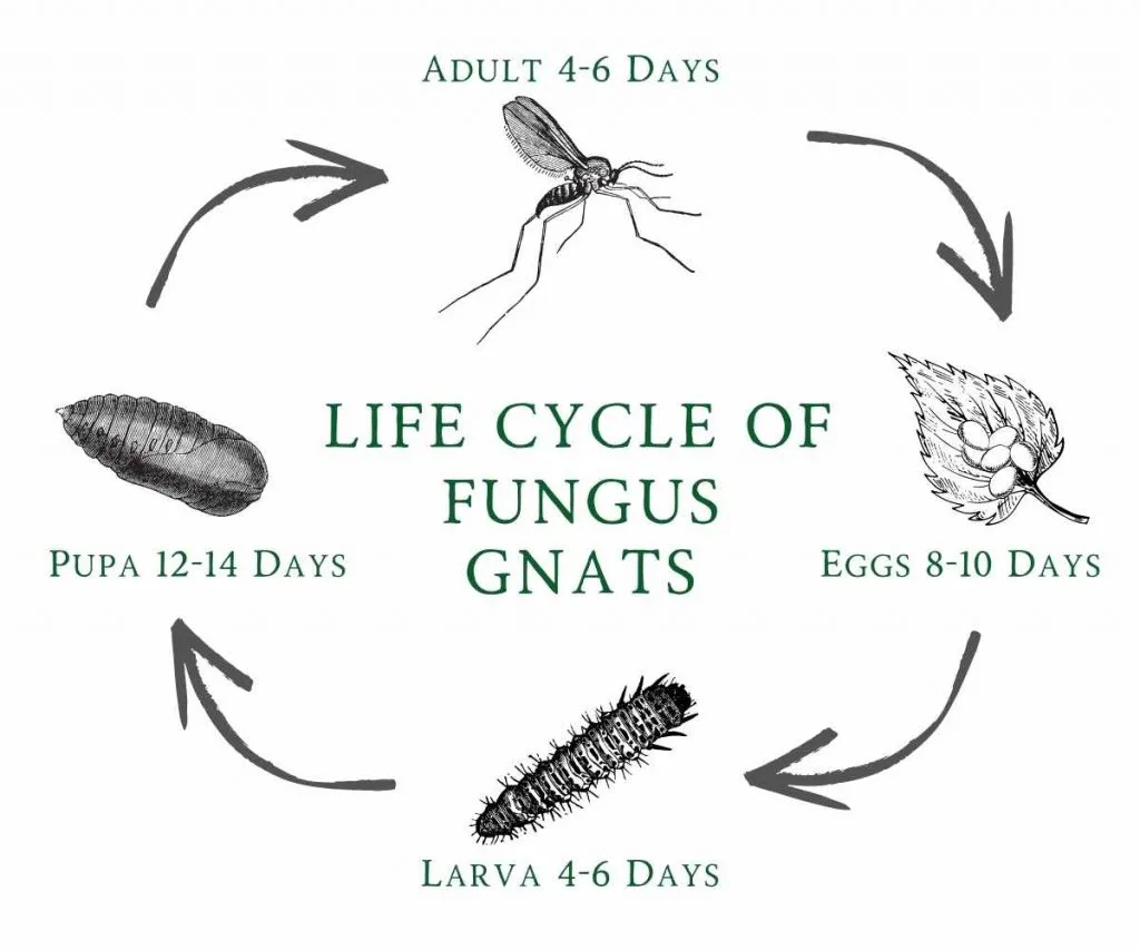life cylce of fungus gnats-info graphic