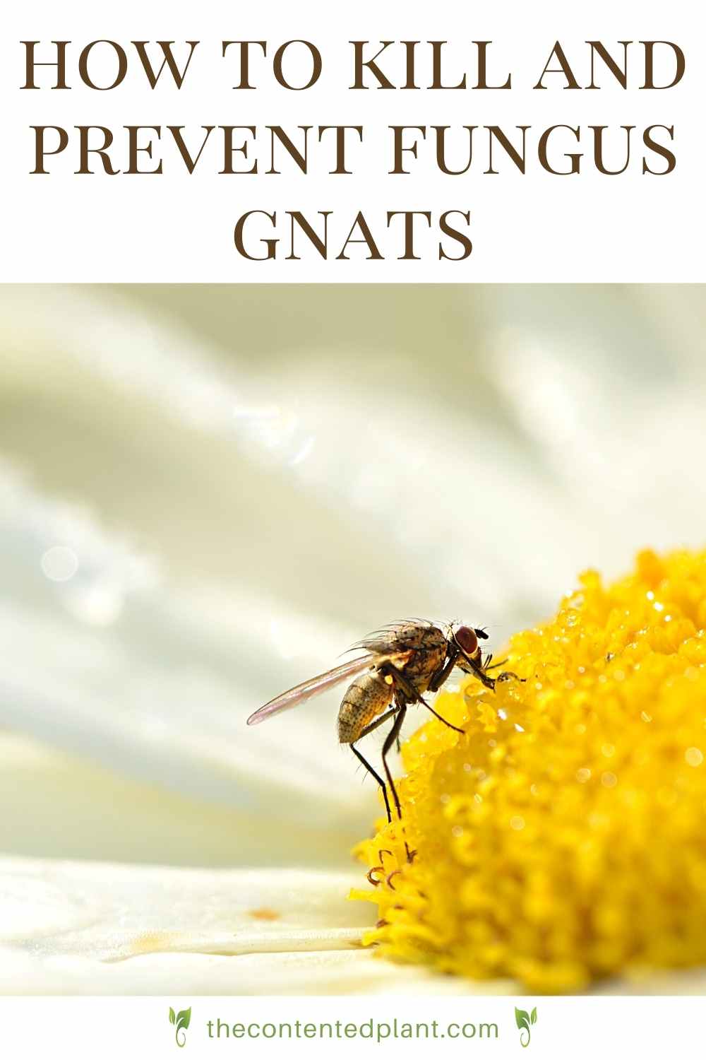 How to Kill Fungus Gnats The Contented Plant