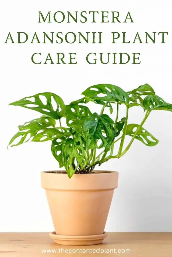 Monstera adansonii plant care guide-pin image