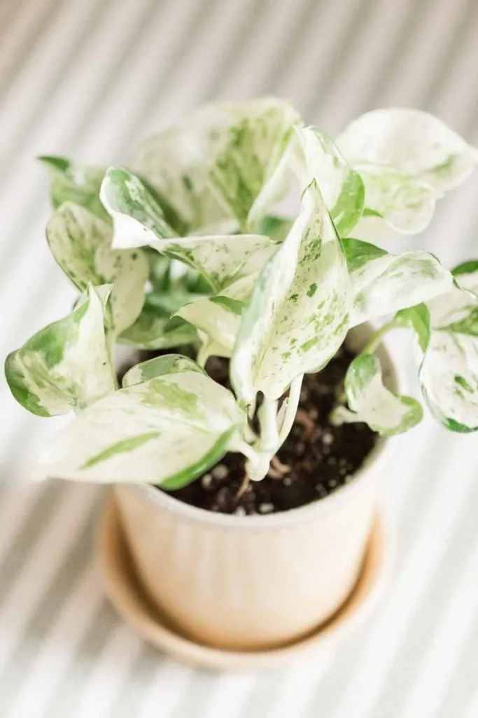 Pearls and Jade Pothos