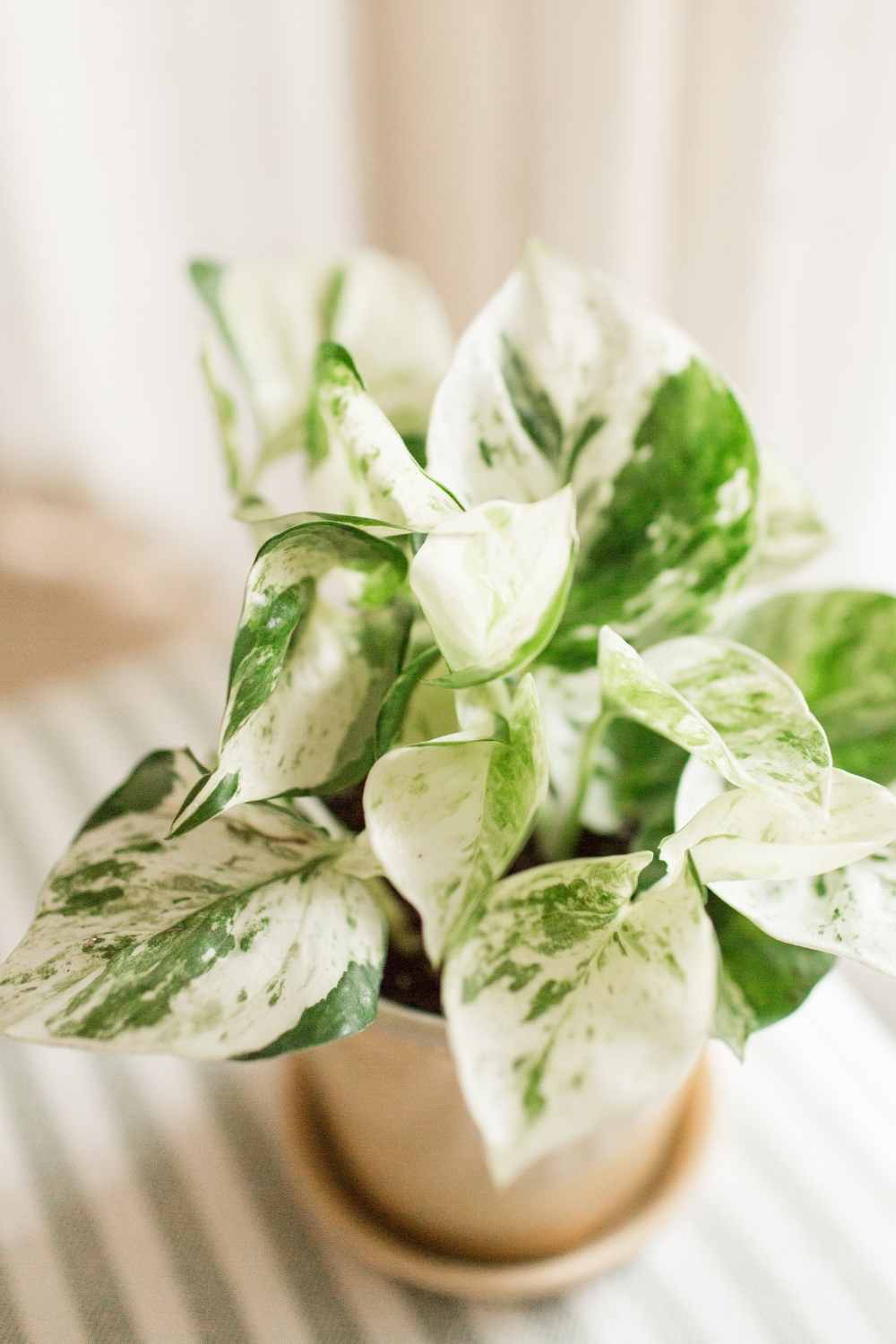 Pearls and Jade Pothos potted