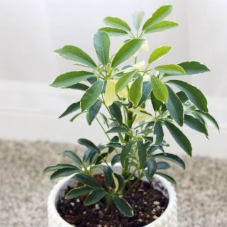Dwarf Umbrella Tree Care Guide - The Contented Plant