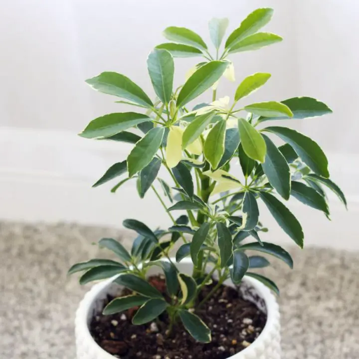 Dwarf Umbrella Tree Care Guide The Contented Plant