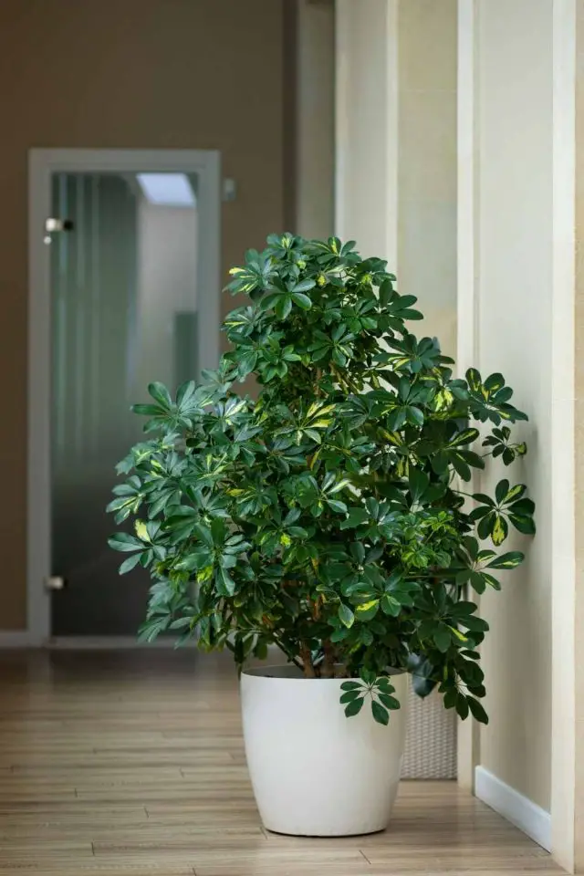 Dwarf Umbrella Tree Care Guide The Contented Plant