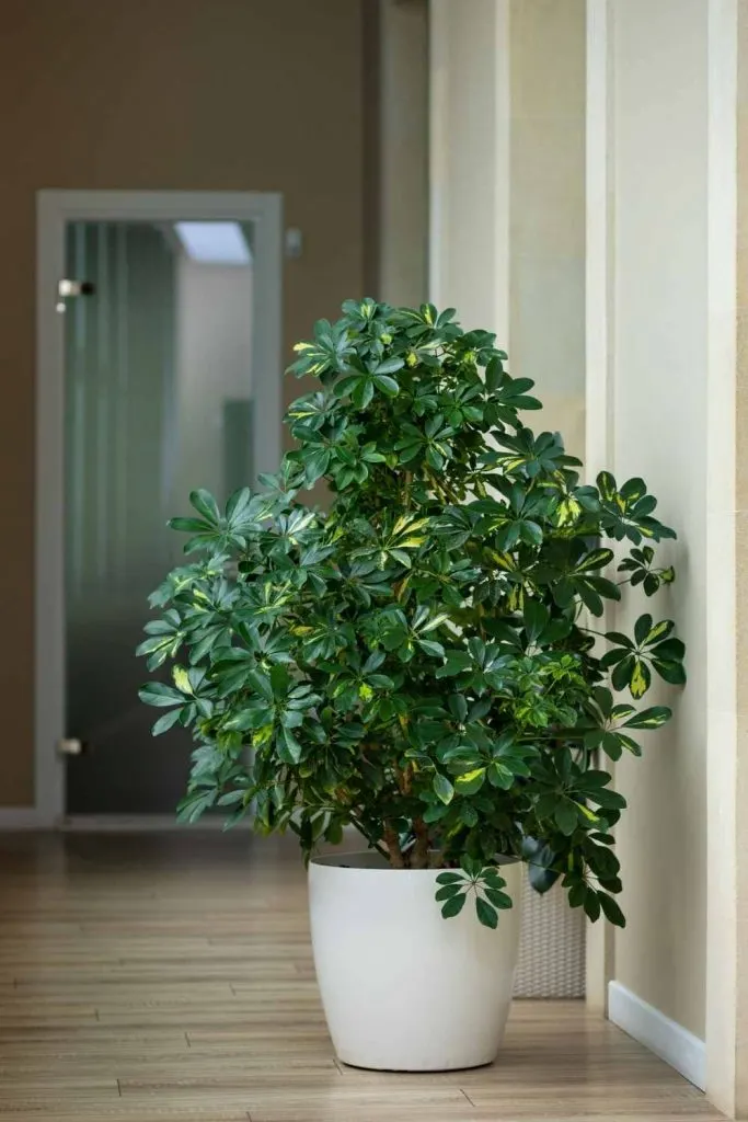 dwarf umbrella tree-schefflera arboricolo "gold capella"