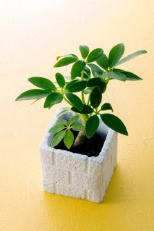 Dwarf Umbrella Tree Care Guide - The Contented Plant