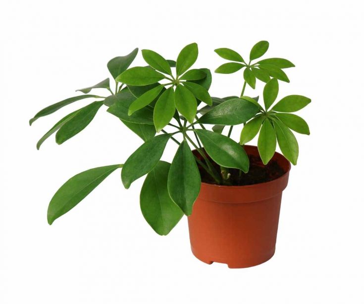 small green umbrella plant