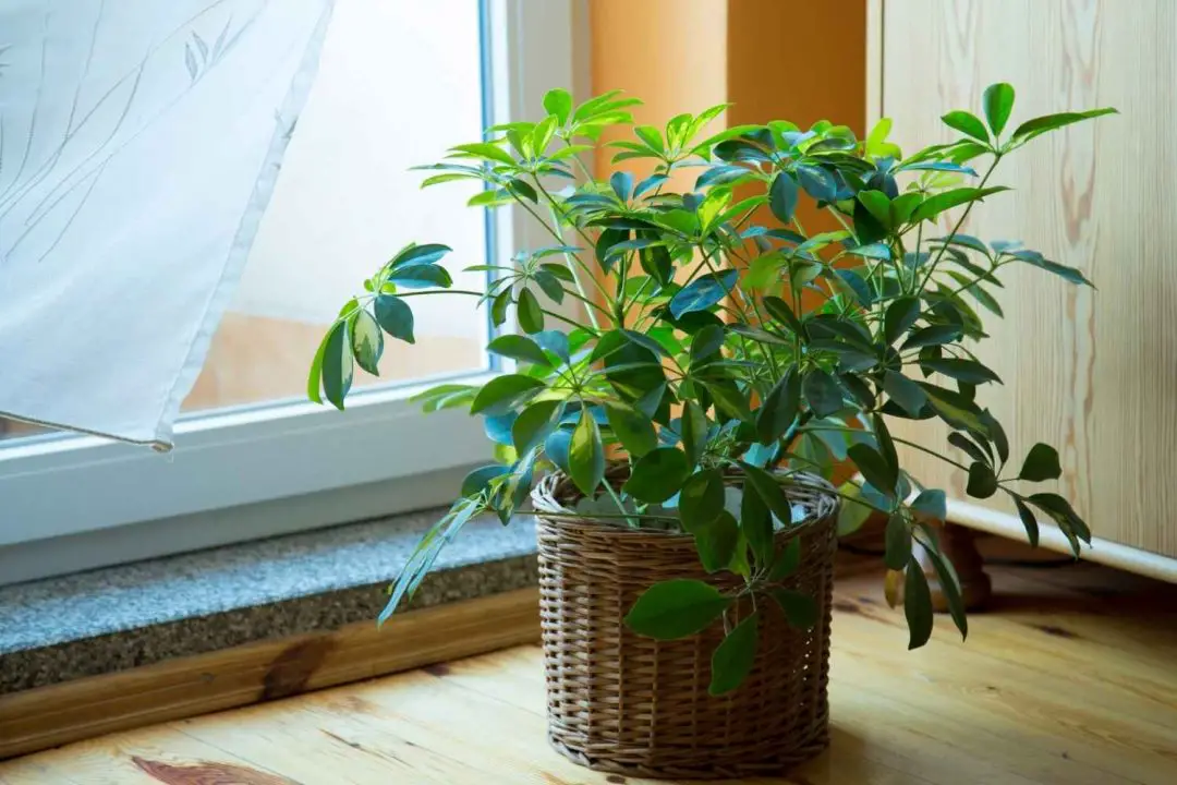Dwarf Umbrella Tree Care Guide The Contented Plant