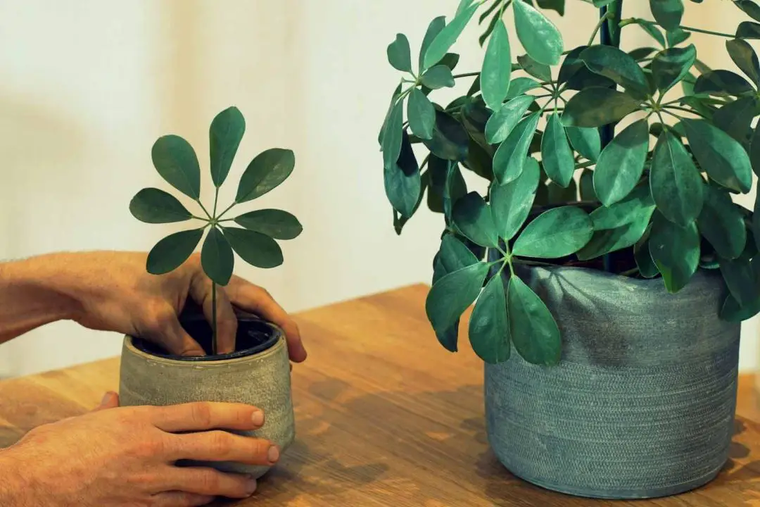 Dwarf Umbrella Tree Care Guide The Contented Plant