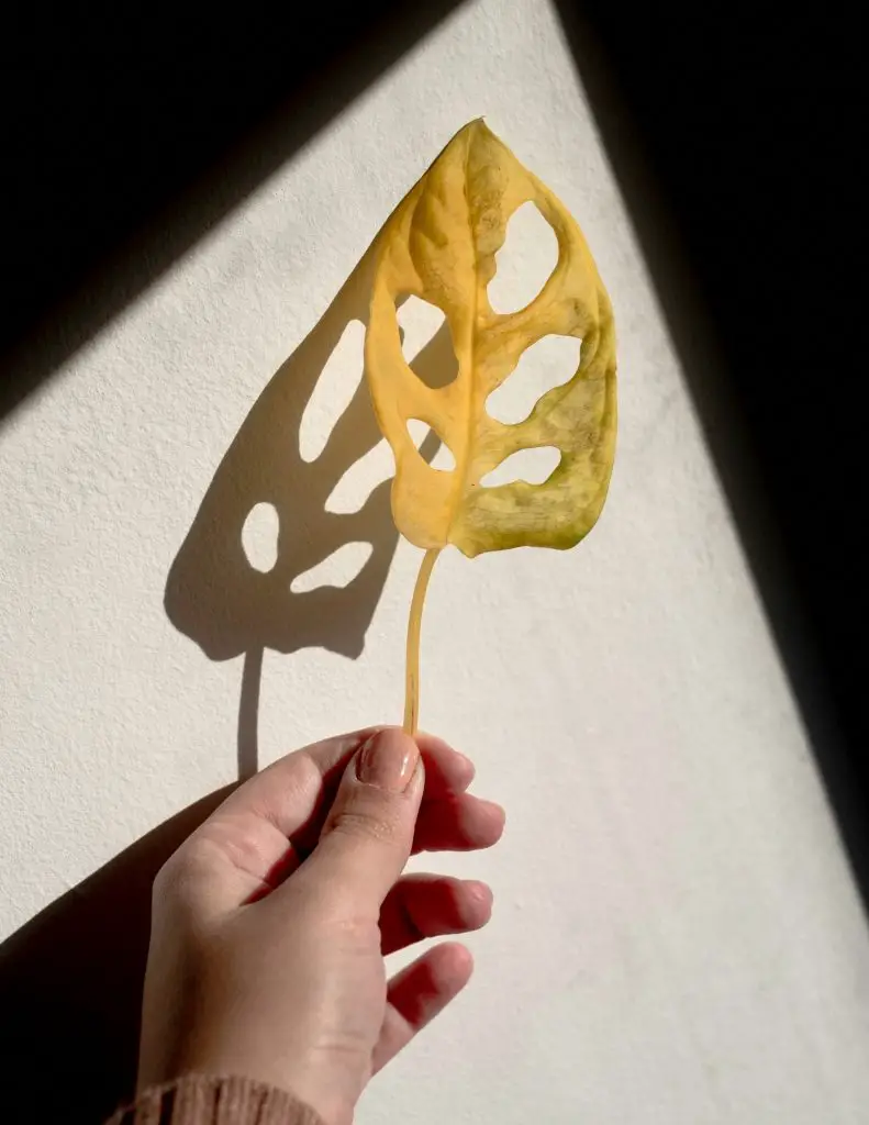 Yellowing leaf Monstera Adansonii