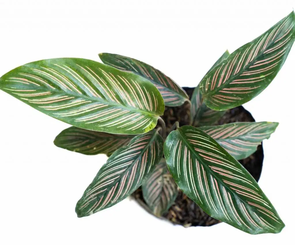 calathea ornata