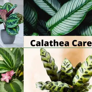 calathea care
