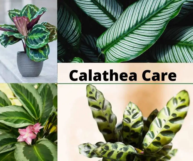 calathea care