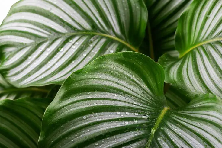 Calathea Orbifolia leaf detail