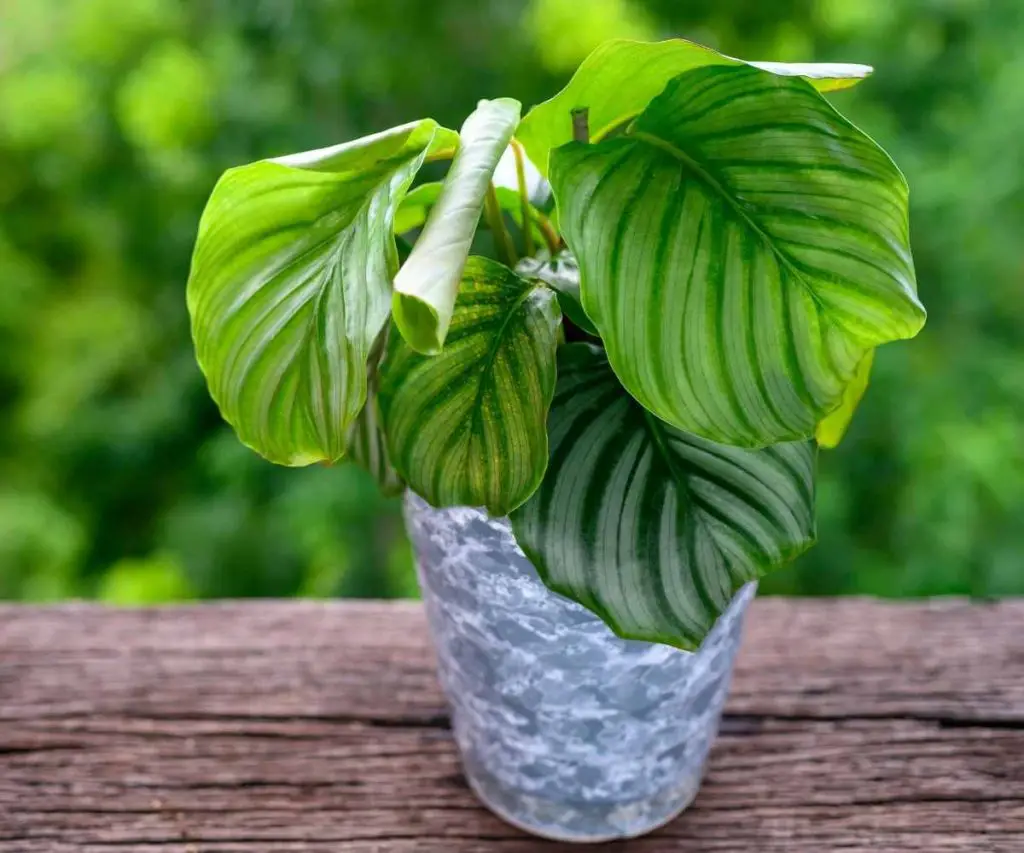 Calathea Orbifolia plant