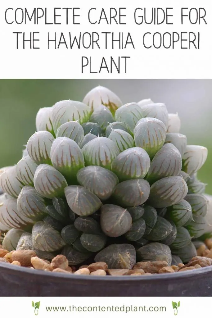 Complete care guide for the haworthia cooperi plant-pin image