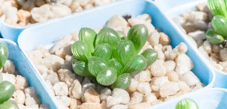 Haworthia Cooperi Succulent