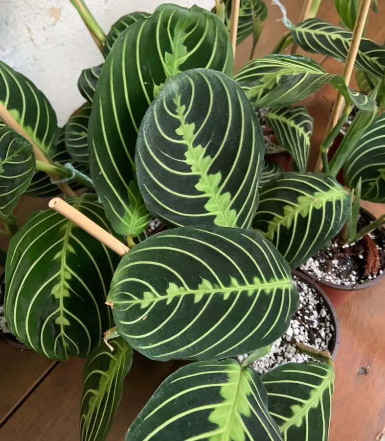 lemon lim prayer plant