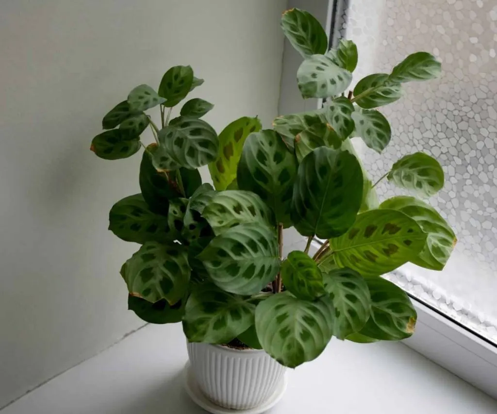 Maranta Kerchoveana Leuconeura Green Prayer Plant