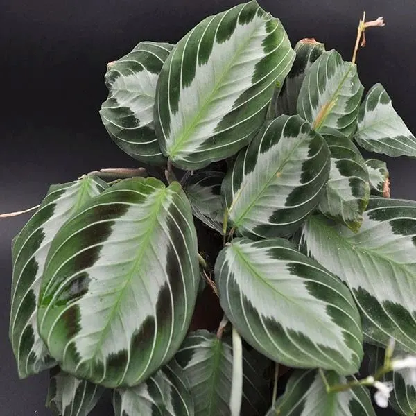 Maranta Leuconeura-silver band