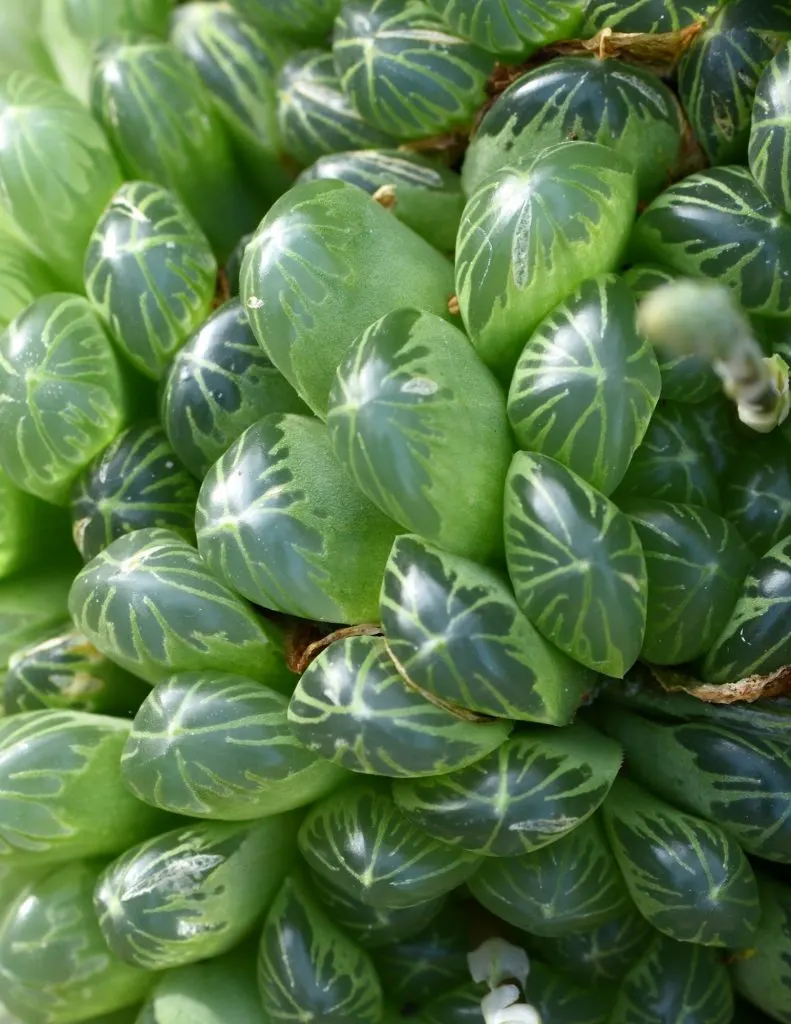 Puffy leaf succulent