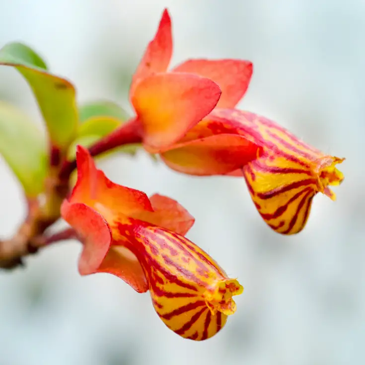 Goldfish plant flowers