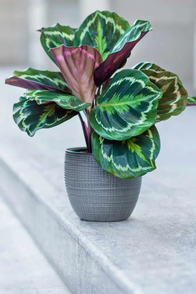 Calathea Medallion