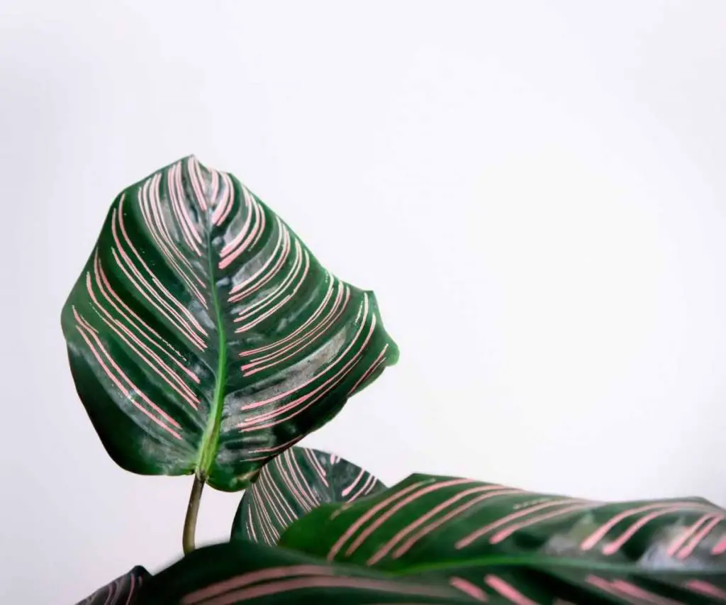 calathea ornata leaf detail