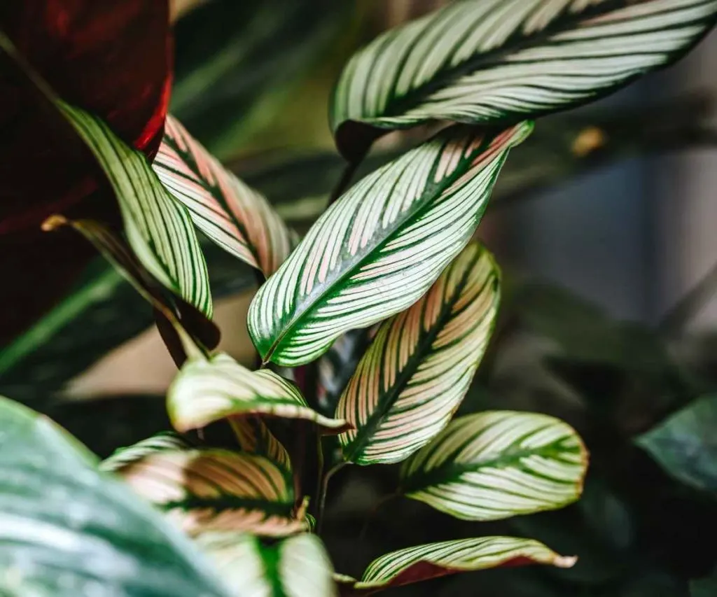 Calathea white star