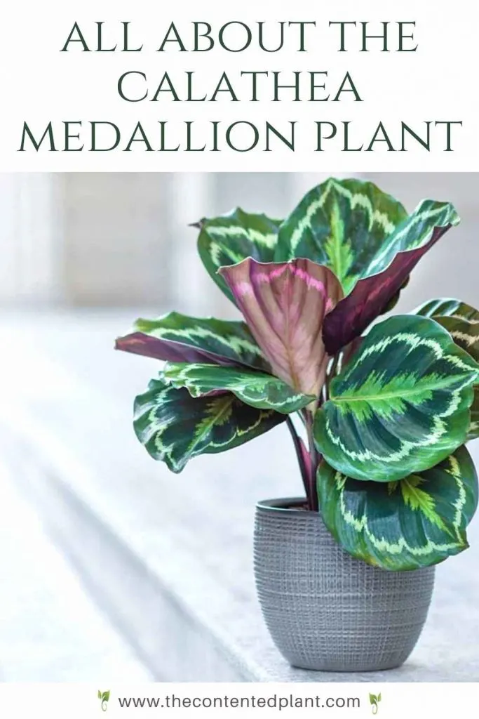 All about the calathea medallion plant-pin image