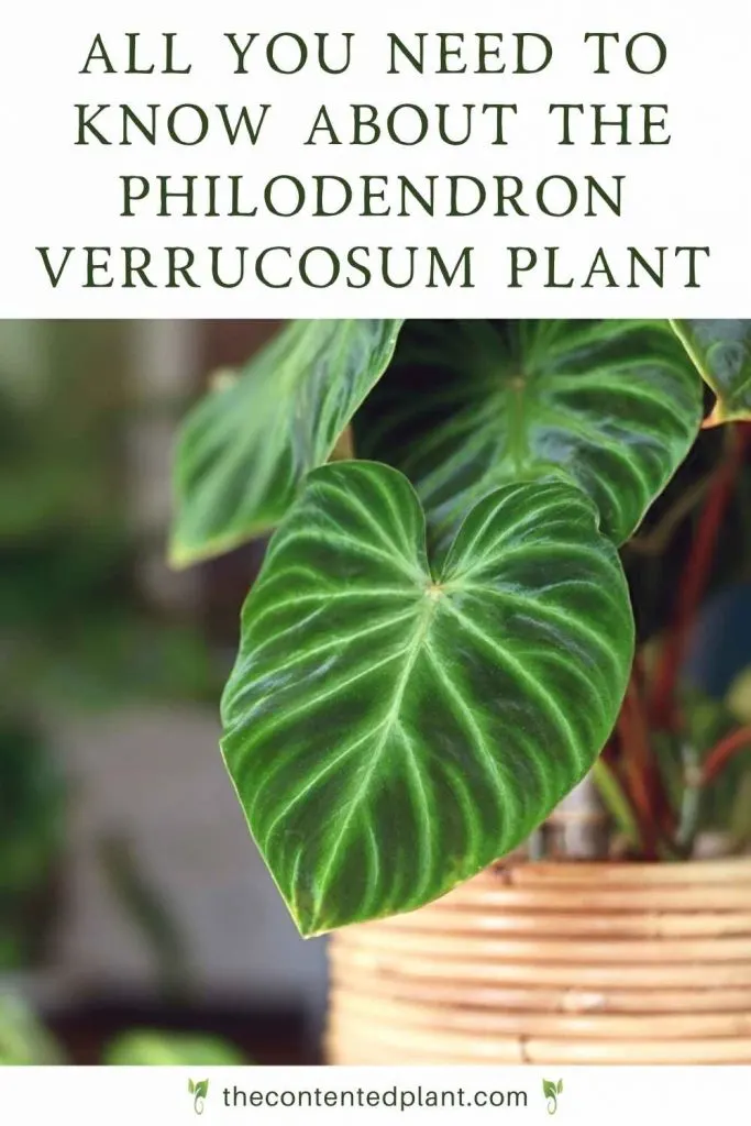 All you need to know about the philodendron verrucosum plant-pin image