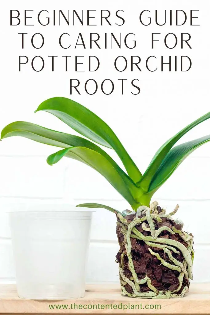Beginners guide to caring for the potted orchid roots-pin image