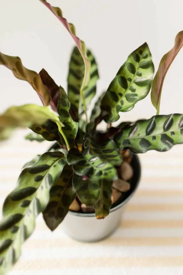 Calathea Care Guide and Plant Profile The Contented Plant