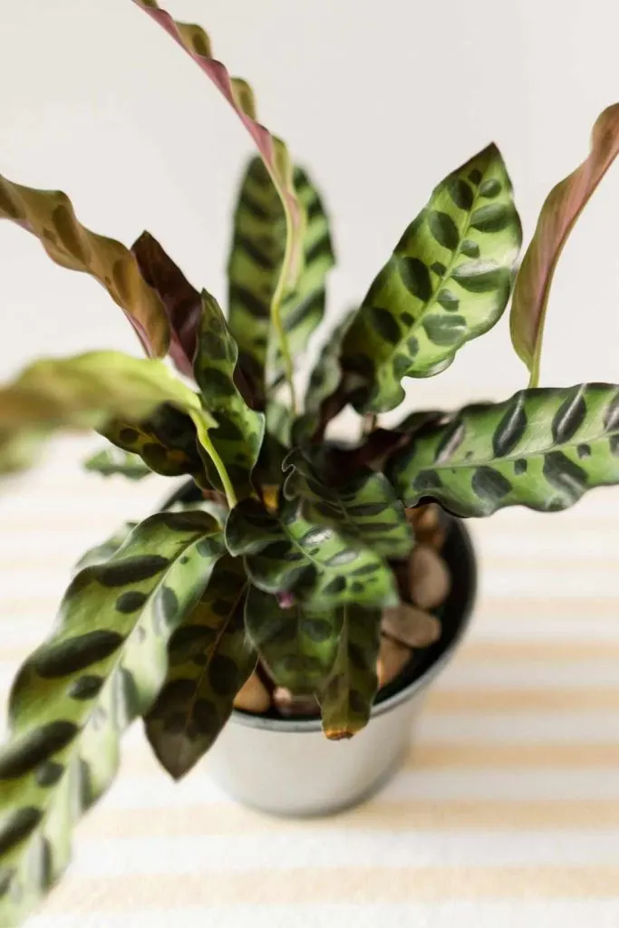 Calathea lancifolia Rattlesnake