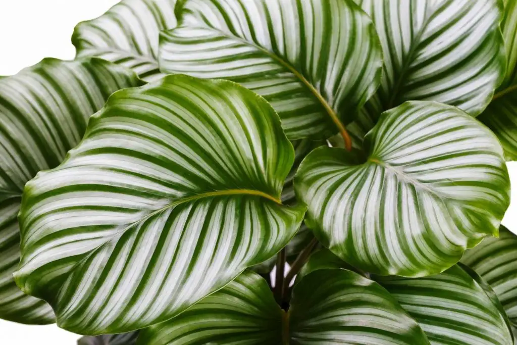  Calathea  Care Guide and Plant Profile The Contented Plant