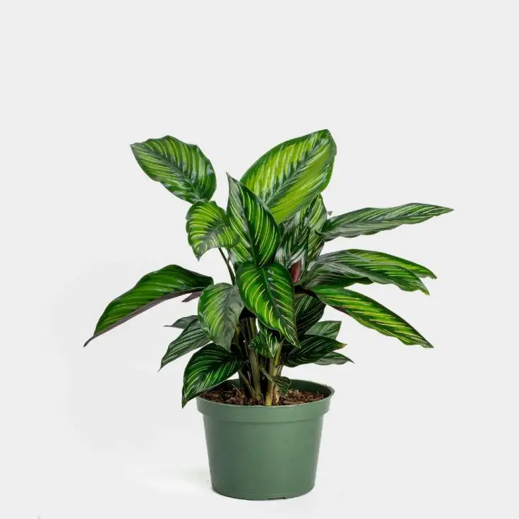 calathea beauty star