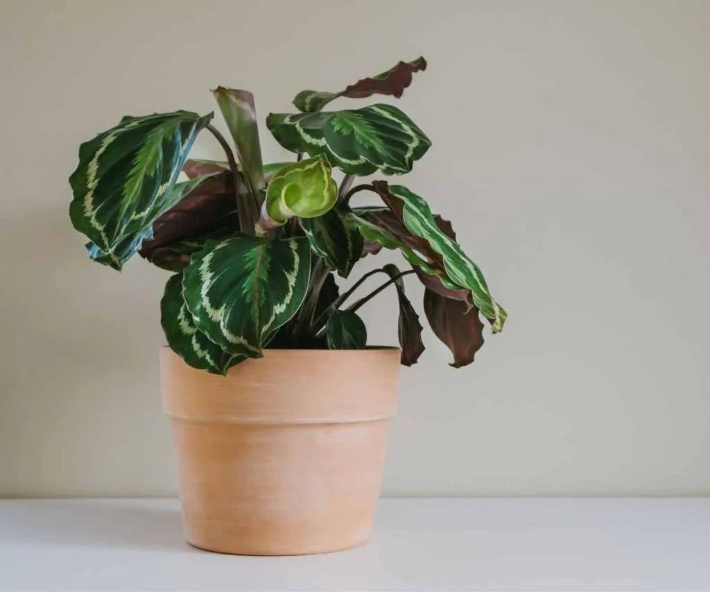 potted calathea medallion