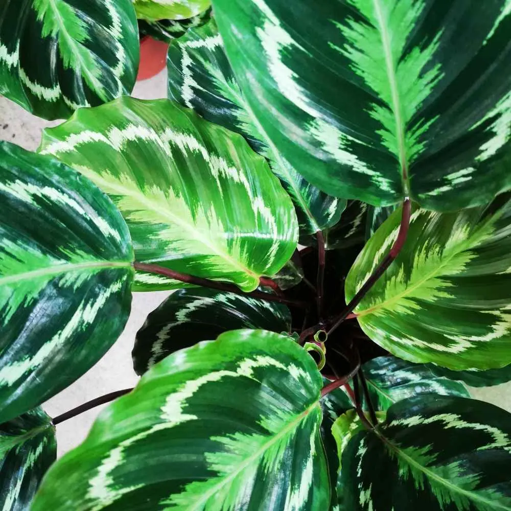 calathea medallion red veins