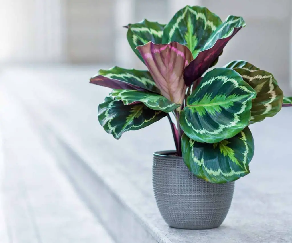 Calathea Medallion Plant Care