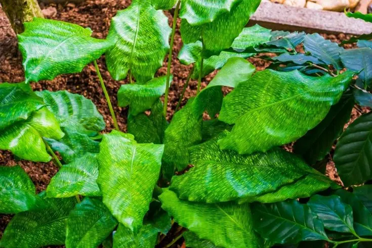 calathea musaica