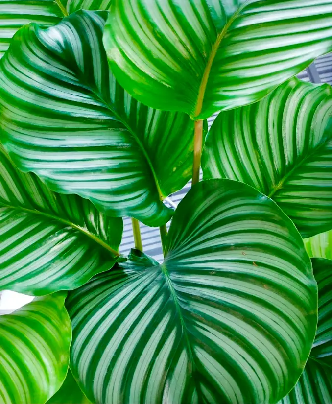 calathea orbifolia